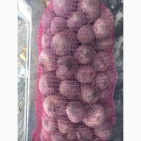 Продам столовий буряк Волинь