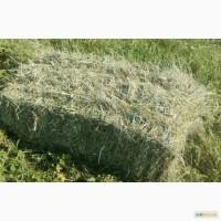 Продам Сiно Закрпатская область