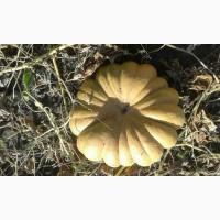 Продам тыкву Мускат де Прованс