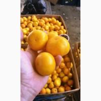 Продам мандарины опт качество супер