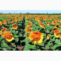 Семена подсолнечника гибрид Арциз F1