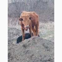 Продам тёлочку - 13 месяцев