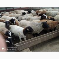 Продам баранчиков валухов