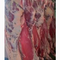 Продам оптом туши говядина, телятина, баранина и конина
