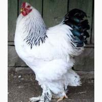 Премиксы, БВМД, комбикорм для бройлеров TM Gepard Польша