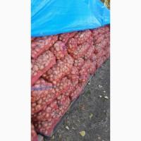Продам лук Штутгарт