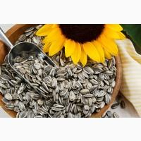 Канадский посевной трансгенный гибрид масличного подсолнечника JOWA FS 799