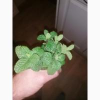 Продам мяту свіжу Іспанія