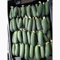 Продажа огурец тепличный Аристан от производителя