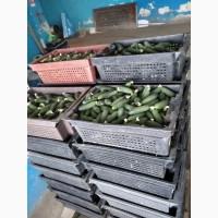 Продажа огурец тепличный Аристан от производителя