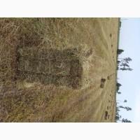 Продам сено в квадратних тюках