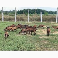 Кози альпійської породи