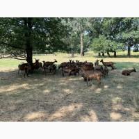 Кози альпійської породи