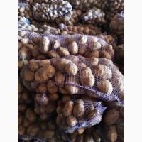 Картопля Опт от 20 тон