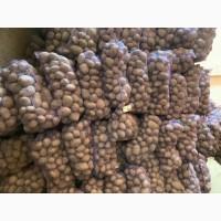 Картопля Опт от 20 тон