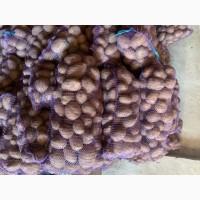 Картопля Опт от 20 тон