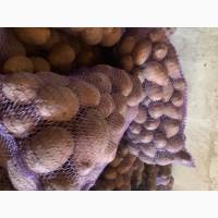 Картопля Опт от 20 тон