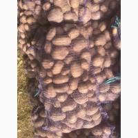 Картопля Опт от 20 тон