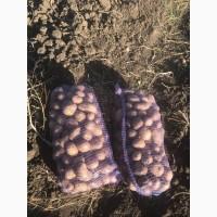 Картопля Опт от 20 тон