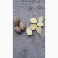Картопля Опт от 20 тон