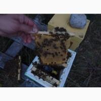 Бджоломатки (пчеломатки, матки ) Бакфаст 2022