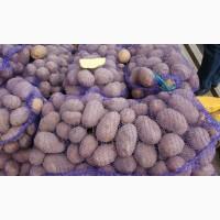 Продам товарный картофель, сорт Бела роса