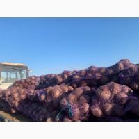 Продам свеклу сорт Комаро, с Холодильника, качество отличное