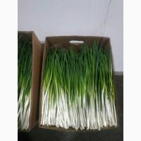 Продам зелену цибулю