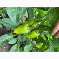 Продам Перец Помидор