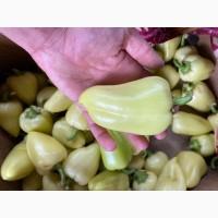 Продам Перец Помидор