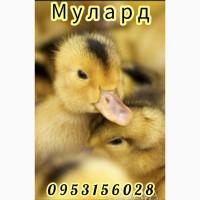 В наявності Мулард