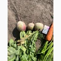 Продам редька ред мид