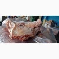 Продам голови свині, ціна за запитом