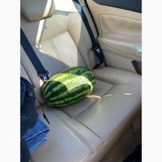 Продам кавун