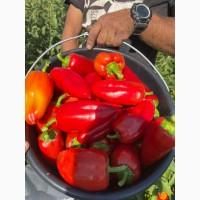 Продам червоний, бурий, зелений перець