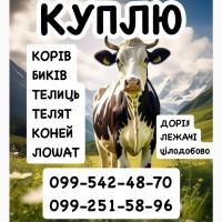 Постійно закуповуємо ВРХ корови бички