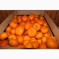 Продам мандарины оптом Грузия