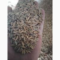 Продам жито продовольче, 1500 т., Волинська обл., м.Володимир
