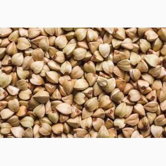 Зерно гречки, зерно гречихи