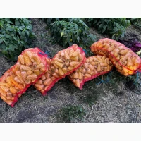 Продам перец ( тип Белазерка)