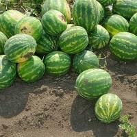 Продам кавуни різні сорти
