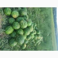 Продам кавун оптом