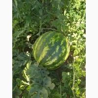 Продам кавун сорт талісман