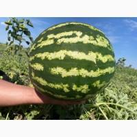 Солодкі кавуни з поля