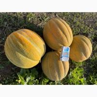 Продам Дыню Эфиопка