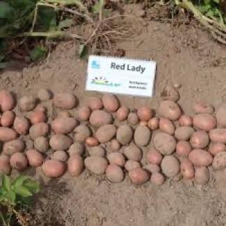 Насіннєва картопля Ред Леді Вінницька область купити вигідно, роздріб від 10 кг