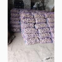 Продам насіннєву картоплю сорт Гранада