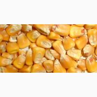 Кукурудза ДБ Тирас ФАО 180 (зерно, силос) Дніпропетровська обл