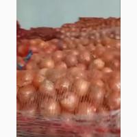 Продам репчатый лук