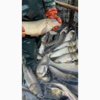 Товстолоб 45 грн за 1 кг опт